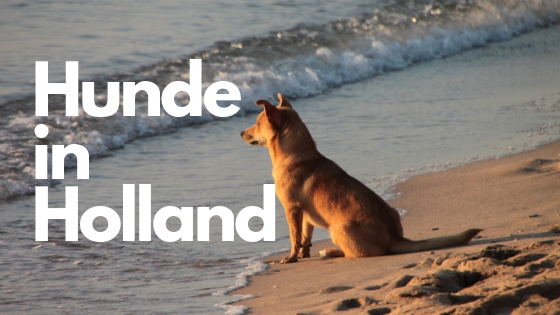 Einreise Hunde in Holland